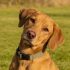 magnific__perro-con-collar__56734